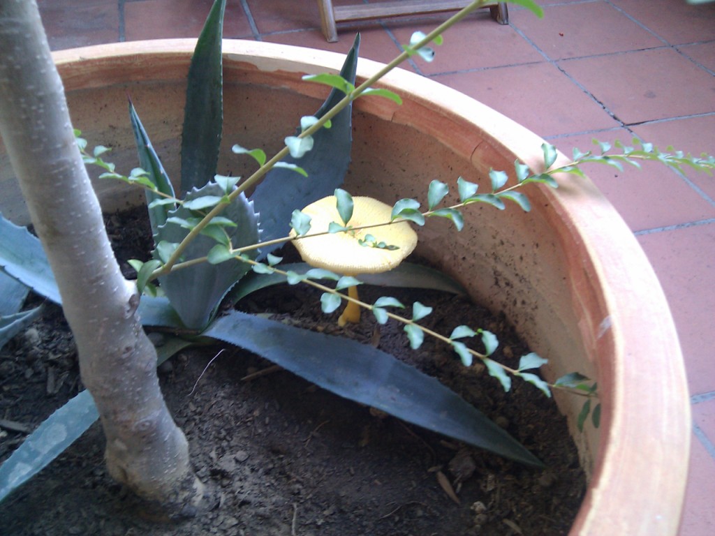 IMG_20110913_080003.jpg