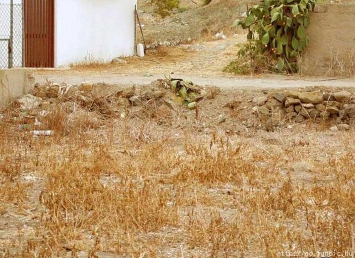 intruso.jpg
