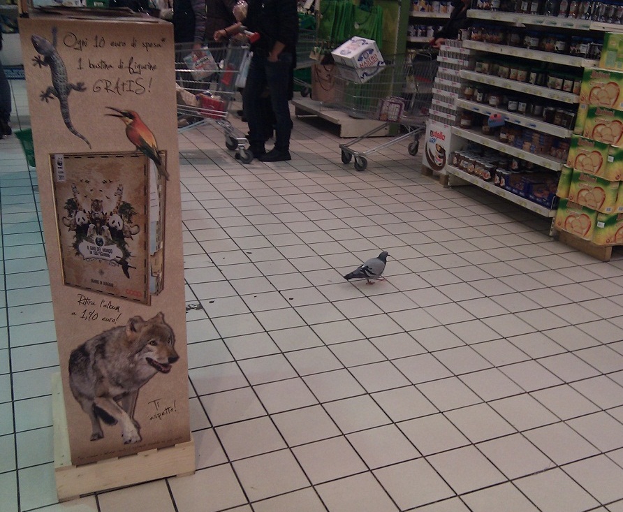 Pigeon.jpg