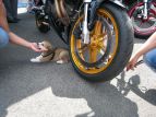 Un cucciolo si gode l'ombra della moto