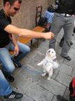 Il cane di Gianluca impenna!