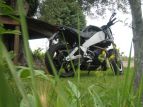 La Pampanus Buell