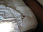 E' mattina ma il Primario se la dorme